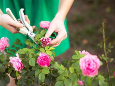 Woman pruning pink roses in the garden
