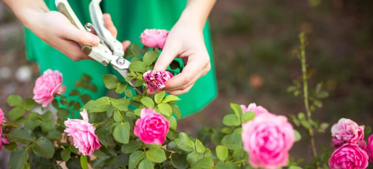 Woman pruning pink roses in the garden