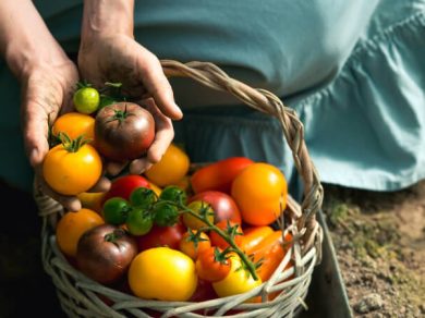 Different tomatoes harvested in a basket