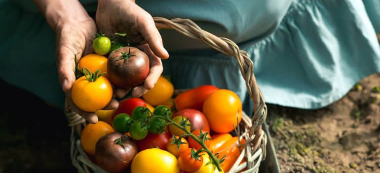 Different tomatoes harvested in a basket