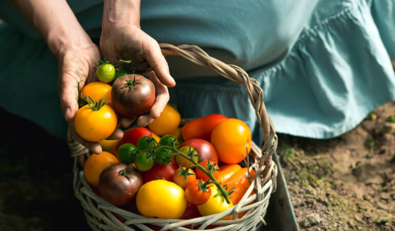 Different tomatoes harvested in a basket