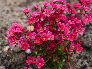 Bright red Saxifraga