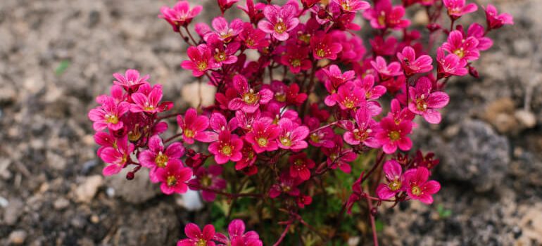 Bright red Saxifraga