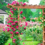Garden arch overgrown with red roses
