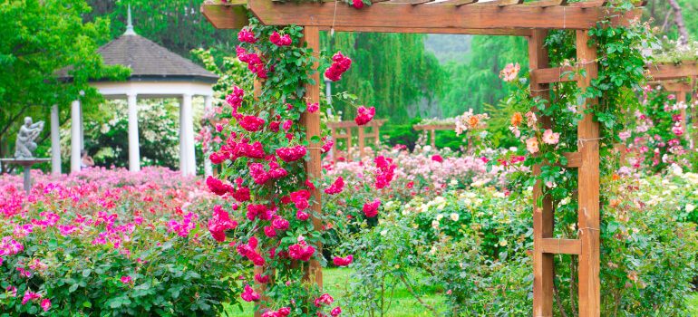 Garden arch overgrown with red roses
