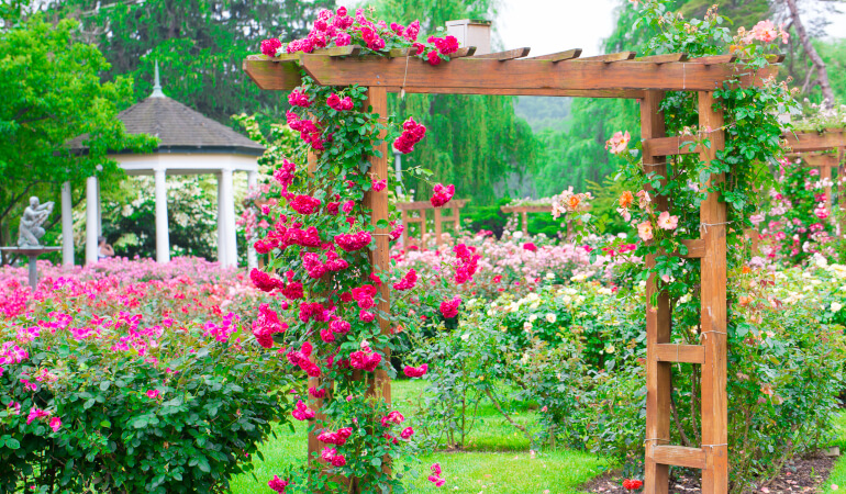 Garden arch overgrown with red roses