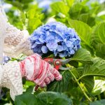 Gardener pruning Hydrangea bush