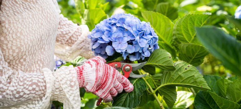 Gardener pruning Hydrangea bush
