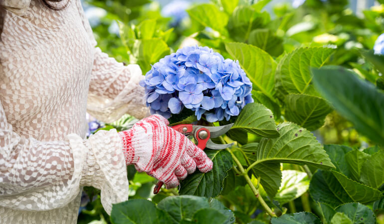 Gardener pruning Hydrangea bush