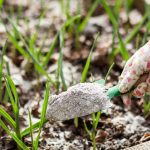Gardener spreading wood ash in the garden