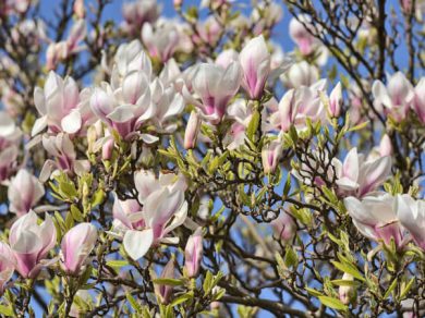 Bloomed magnolia tree
