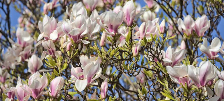 Bloomed magnolia tree