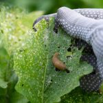 Slug eating a plant