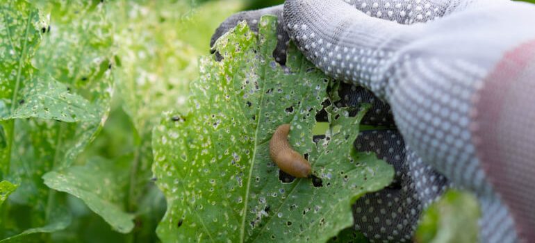 Slug eating a plant