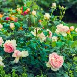 Rose bush in the garden