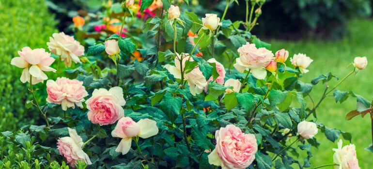 Rose bush in the garden