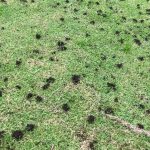 Earthworm casts on lawn