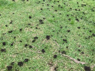 Earthworm casts on lawn