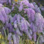 How to prune wisteria in summer and winter