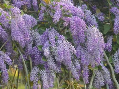 How to prune wisteria in summer and winter