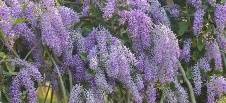 How to prune wisteria in summer and winter