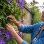 Mastering Clematis Pruning: A Step-by-Step Guide for UK Gardeners Illustration representing how to prune clematis