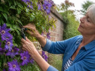 Illustration representing how to prune clematis