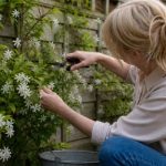 Illustration representing how to prune jasmine