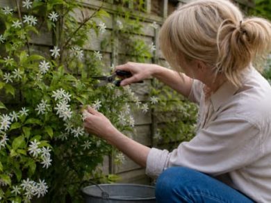 Illustration representing how to prune jasmine