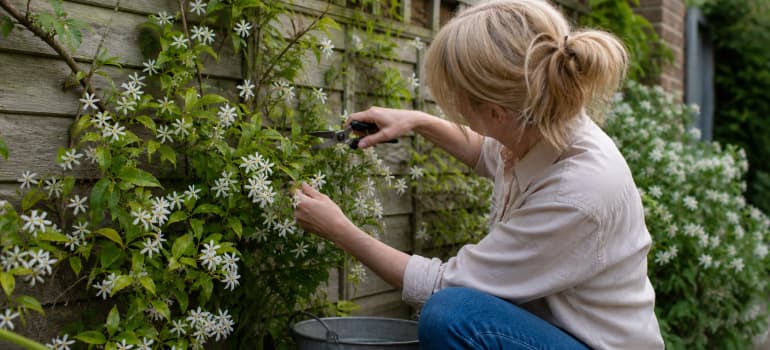 Illustration representing how to prune jasmine