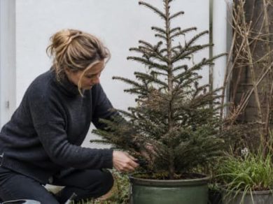 Illustration representing how to revive a dying potted christmas tree