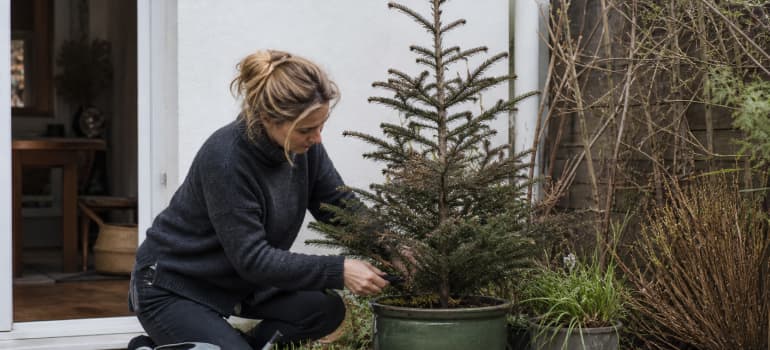 Illustration representing how to revive a dying potted christmas tree
