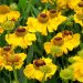 Sneezeweed