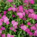 Japanese spiraea 