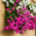 Cascading pink and white flowers in window box