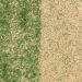 Topdressing lawn with lawn sand