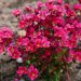 Bright red Saxifraga