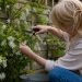 Illustration representing how to prune jasmine