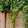 how to get rid of ivy
